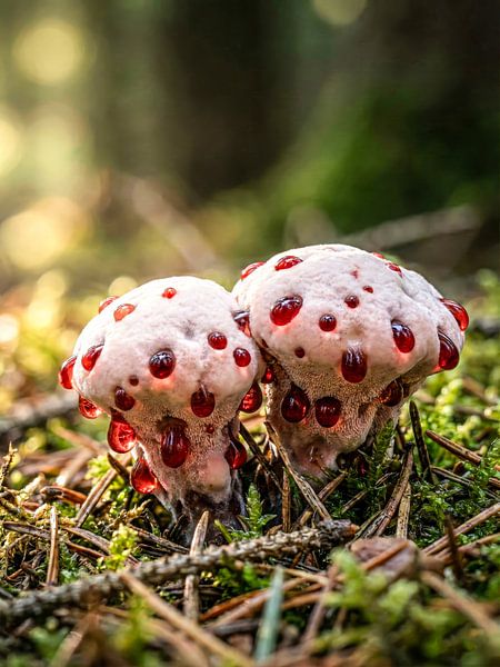 Paddenstoelen - Stekende kurk - Bloedrode druppels in het betoverde bos van Max Steinwald