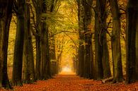 Herfst bos op een regenachtige dag, nog steeds prachtige kleuren  van Bram van Broekhoven thumbnail