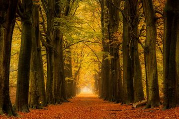 Herfst bos op een regenachtige dag, nog steeds prachtige kleuren  van Bram van Broekhoven