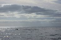Dolfijn in de Atlantische Oceaan van Michel van Kooten thumbnail