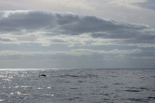 Dauphin dans l'Atlantique