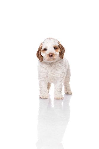 Photography dog/puppy white with mirror image