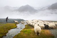 Schwarznasenschafen Zermatt