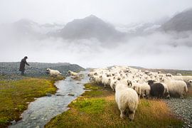 Schwarznase sheep Zermatt by Menno Boermans