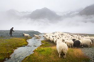 Schwarznase schapen Zermatt van Menno Boermans