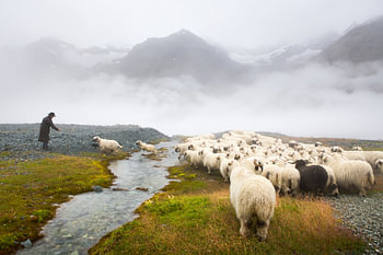 Schwarznase sheep Zermatt