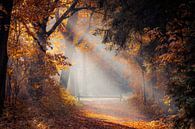 Herbstlicht, Schwarzkiefern von Thomas Bartelds Miniaturansicht