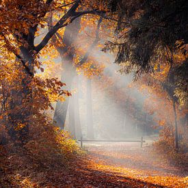 Autumn light, Black pines by Thomas Bartelds