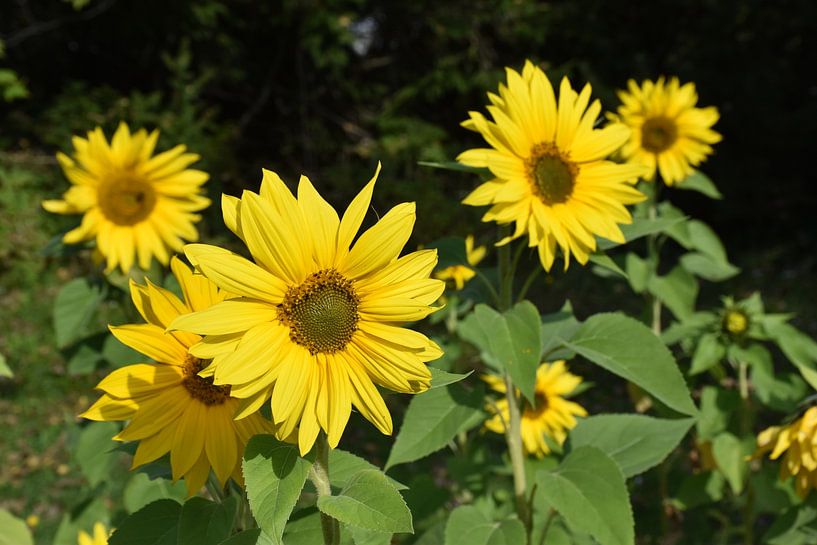 Sunflower flowers in the garden by Claude Laprise