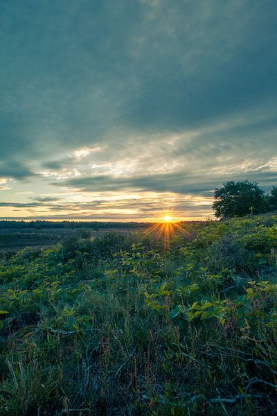 Soirée ensoleillée sur le Veluwe par Geert Jan Kroon