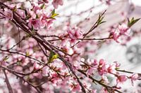Blossom