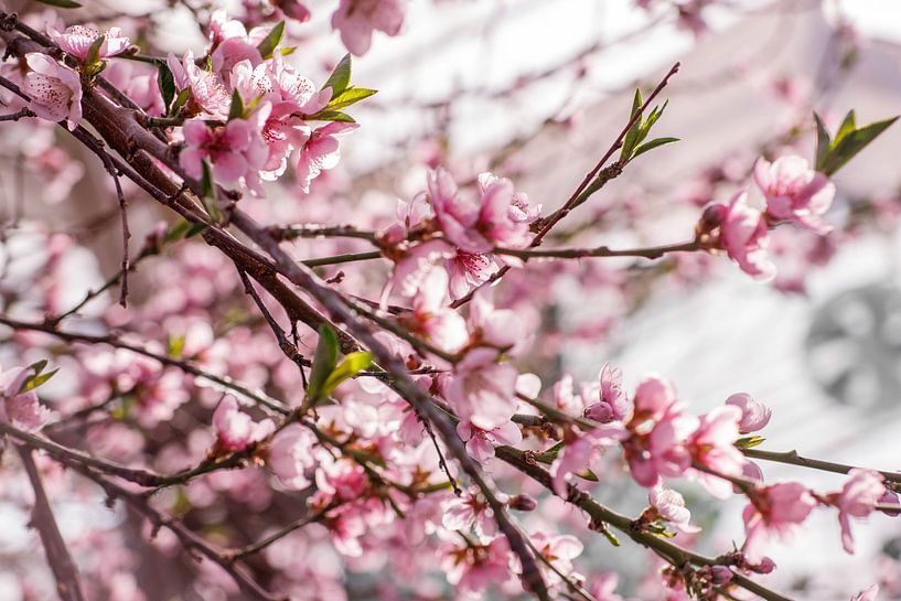 Blossom by Laura Vollering