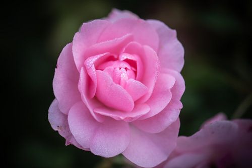 rosa Rose