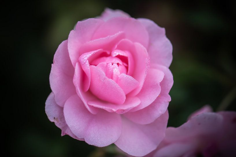 rose rose par Tania Perneel
