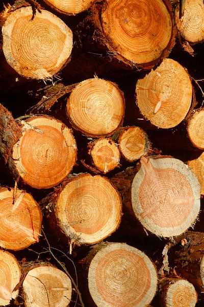 Structures en bois par Thomas Jäger