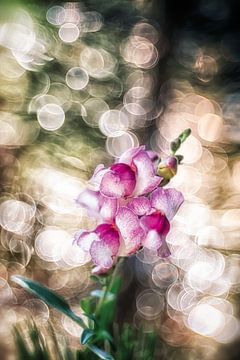 Snapdragon with bokeh by Nicc Koch