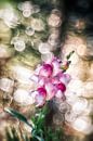 Löwenmäulchen mit Bokeh von Nicc Koch Miniaturansicht