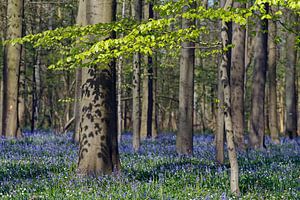 Haller forest sur Menno Schaefer