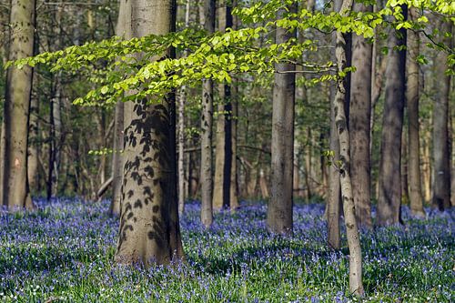 Hallerbos