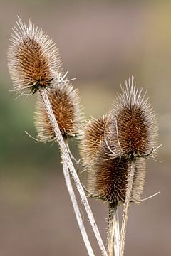 Large teasel by Jack Van de Vin