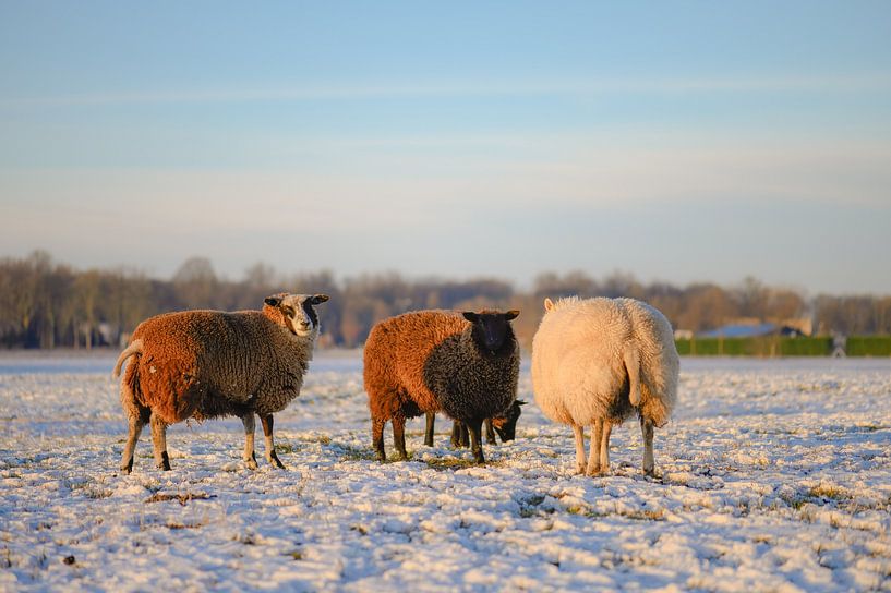sheep in the snow by Tania Perneel