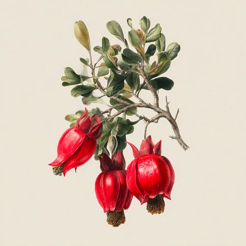 Pomegranates to Branch Botanical Illustration in Shades of Red