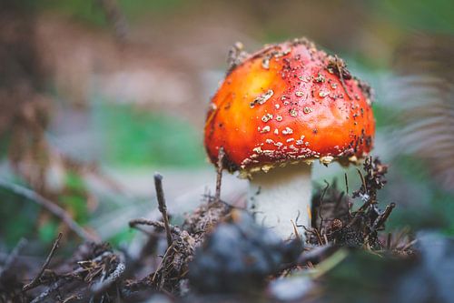 New fly agaric rises above forest floor in fall