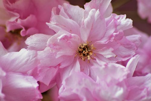 Lentebloesem in volle glorie