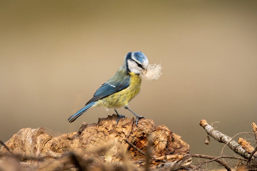Mésange bleue avec instinct de nidification par Michael van Eijk