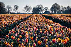 Tulpenfeld in Dwingeloo von Anneke Hooijer