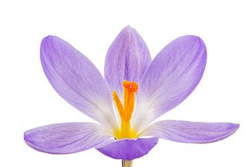 Fleur de crocus violette sur fond blanc sur ManfredFotos