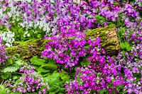 Violette und weisse Fliederprimeln mit Holzstamm