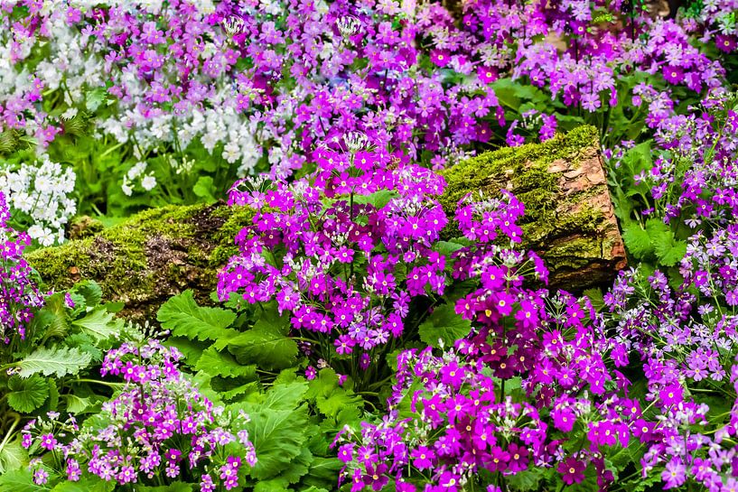 Primevères lilas violettes et blanches avec tige en bois par Dieter Meyer
