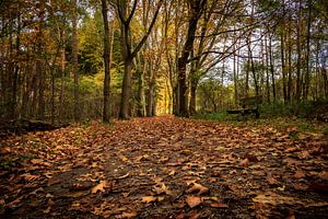 Sentier forestier sur la Veluwe (NL)