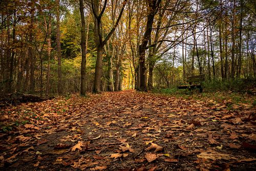 Sentier forestier sur la Veluwe (NL)