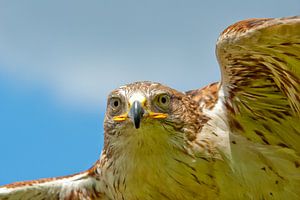 Bird in Flight von Harry van den Brink