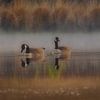 Canadese ganzen in de ochtendmist van Geert Klein Breteler