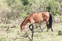 Paard I