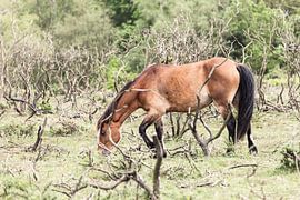 Paard I von Irene Hoekstra