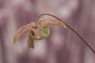 Rosa fleischfressende Pflanze von Simone Meijer Miniaturansicht