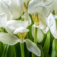 My favourite white tulips