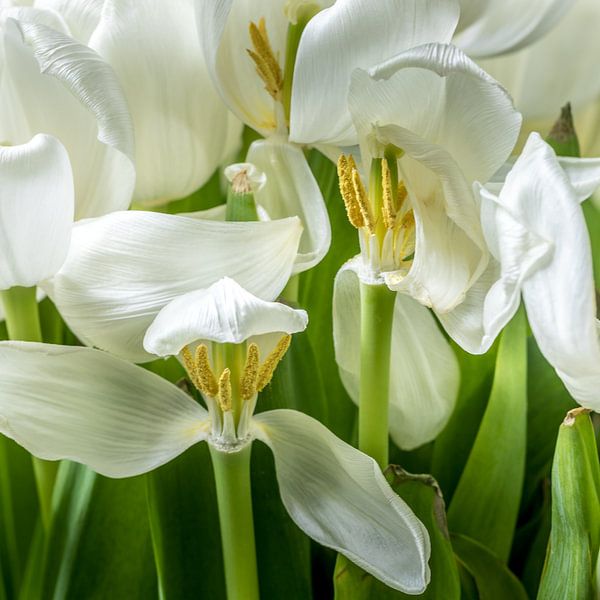 Mes tulipes blanches préférées par Joke de Jager