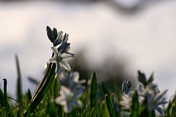 Witte bloesems van de bluestar. Vroege bloeier van Martin Köbsch