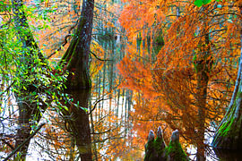 Swamp cypress  III by Stefan Keiner