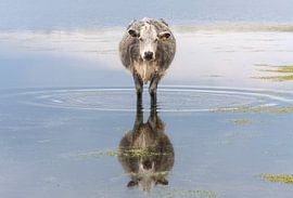 Vache dans l'eau