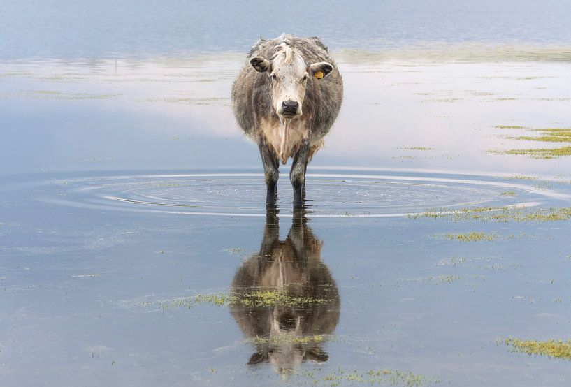 Kuh im Wasser von Marcel Kerdijk