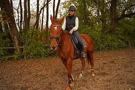 Training with the red-brown Oldenburg mare on a riding arena in