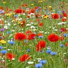 Wilde bloemen tuin van Ad Jekel
