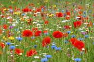 Jardin de fleurs sauvages par Ad Jekel Aperçu