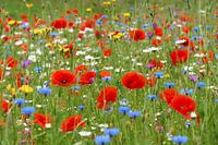 Wilde bloemen tuin